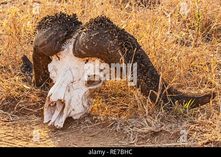 Kaffernbüffel Schädel Stockfoto