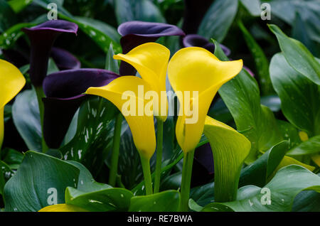 Calla Lilie gelb Drei Blumen in den üppigen Blumengarten Stockfoto