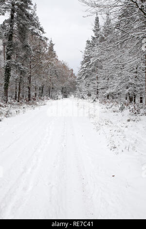 South Oakley Inclosure New Forest National Park Hampshire England Stockfoto