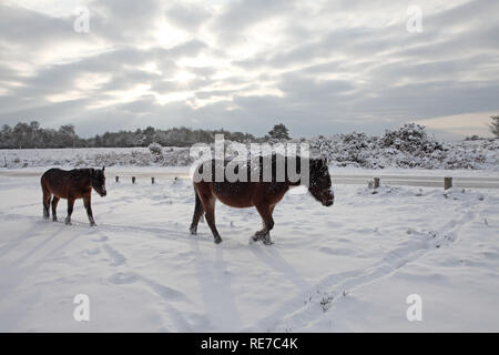 New Forest Ponys am Straßenrand in der Nähe von Highland Wasser Inclosure Mogshade Hill New Forest National Park Hampshire England Stockfoto