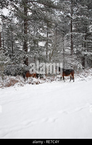 New Forest Ponys von Highland Wasser Inclosure Mogshade Hill New Forest National Park Hampshire England Stockfoto