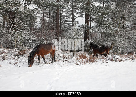 Ponys von Highland Wasser Inclosure Mogshade Hill New Forest National Park Hampshire England Stockfoto