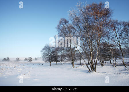 Silber Birke Betula pendula und Schnee im Clayhill unten New Forest National Park Hampshire England Stockfoto
