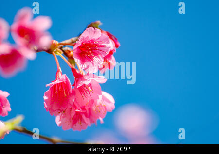 Sakura blauen Hintergrund Angkhang Chiang Mai Thailand Stockfoto