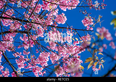 Sakura blauen Hintergrund Angkhang Chiang Mai Thailand Stockfoto