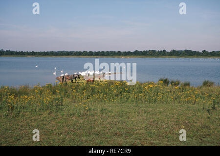 Ponys neben Ibsley See Blashford Seen Hampshire und Isle of Wight Naturschutzgebiet Hampshire England Großbritannien Stockfoto