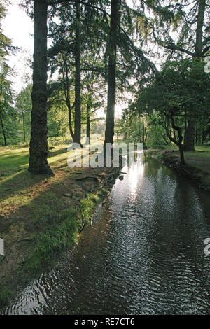 Blackwater stream Das Rhinefield Zierpflanzen Drive New Forest National Park Hampshire England Großbritannien Stockfoto