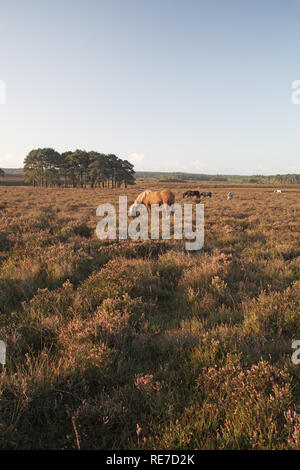 Ponys die Beweidung von Heide Stephill unten in der Nähe von Beaulieu Road Station New Forest National Park Hampshire England Großbritannien Stockfoto