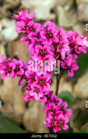 Bergenia 'Pink Dragonfly', Elefant Ohren Stockfoto