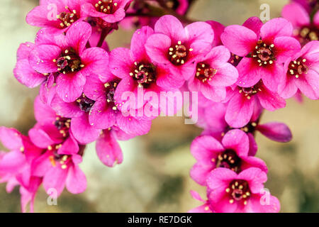 Bergenia 'Pink Dragonfly" Nahaufnahme der Blüte Stockfoto