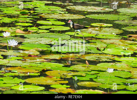 Jacana zu Fuß auf lilly Pads im Northern Territory, Australien Stockfoto