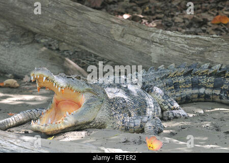 Salzwasser-Krokodil mit offenem Mund am Flussufer des East Alligator River im Kakadu, Northern Territory, Australien Stockfoto