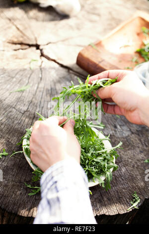 Bio-Gemüse. Gesunde Ernährung. Rucola-Salat in Händen der Bauern Stockfoto