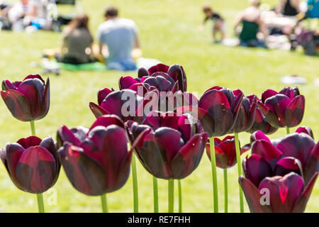 Glasgow, Schottland - Mai 19, 2018: Tulpen in dem Feld vor dem botanischen Garten und die Menschen im Hintergrund der warmen späten Frühjahr sonnigen Tag genießen Sie auf Stockfoto