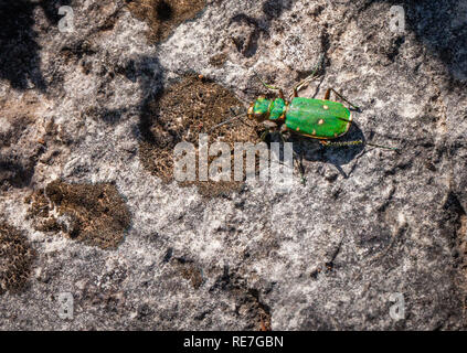 Green tiger beetle Cicindela campestris Jagd über Kalksteinfelsen in der Mendip Hills Somerset Stockfoto