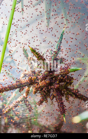 Stechginster Busch mit starkem Befall von Red Spider mite Stockfoto