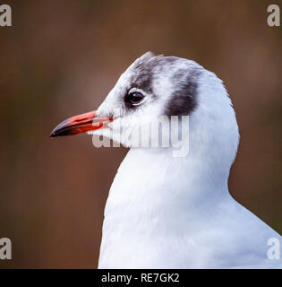 Close-up Kopf und Schultern Portrait eines Schwarzen vorangegangen gull Croicocephalus ridibundus im Winter Gefieder ohne die Schokolade braun Leiter gap-UK Stockfoto