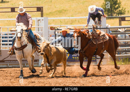 Cowboys und Cowgirls konkurrieren auf dem Dach der Welt, dem Rodeo Stockfoto