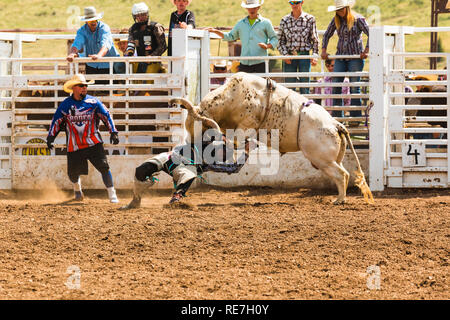 Cowboys und Cowgirls konkurrieren auf dem Dach der Welt, dem Rodeo Stockfoto