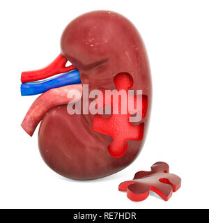 Nierenerkrankungen oder Infektion Konzept, 3D-Rendering auf weißem Hintergrund Stockfoto