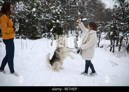 Mädchen mit Hund Alaskan Malamute und füttern ihn für einen Spaziergang im Winter. Stockfoto