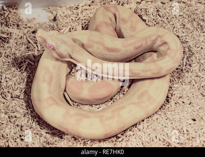 Albino Python in der Gefangenschaft in das Terrarium Stockfoto
