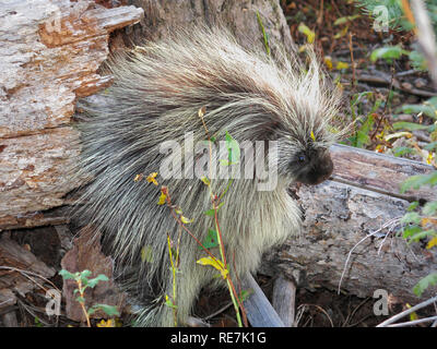 Furry Stachelschwein auf Log in den Wald Stockfoto