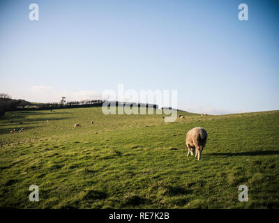 Schafe auf einer Landspitze in Cornwall. Stockfoto