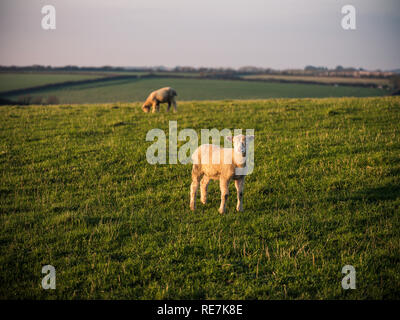 Schafe auf einer Landspitze in Cornwall. Stockfoto