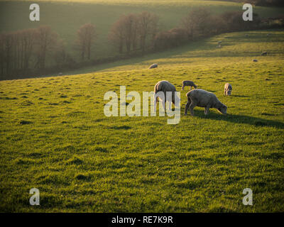 Schafe auf einer Landspitze in Cornwall. Stockfoto