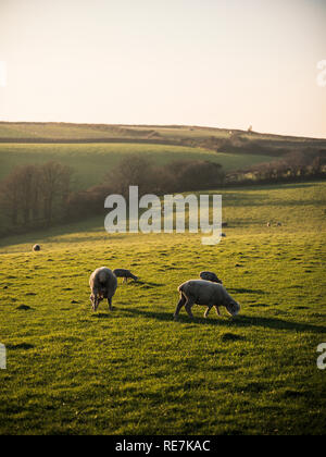 Schafe auf einer Landspitze in Cornwall. Stockfoto