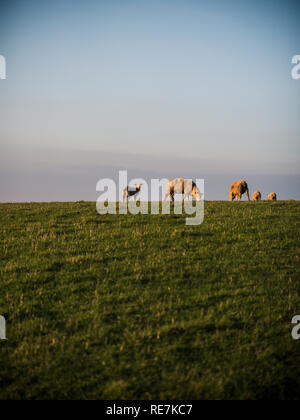 Schafe auf einer Landspitze in Cornwall. Stockfoto