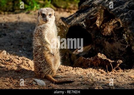 Meerkat Manor auf der Suche nach Etwas Stockfoto