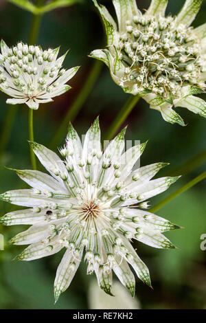 Masterwort, Astratia Major 'Margery Fish' aka Astratia Shaggy Stockfoto