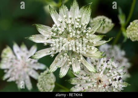 Masterwort, Astratia Major Margery Fish aka Astratia Shaggy White Flowers Stockfoto