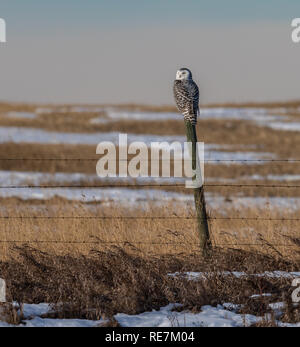 Snowy Owl auf hölzernen Pfosten Stockfoto