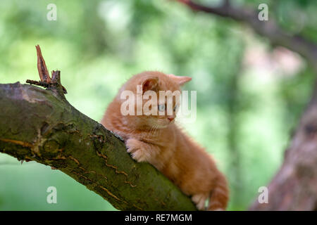 Kleine rote Kätzchen heimlich auf den Baum im Garten Stockfoto