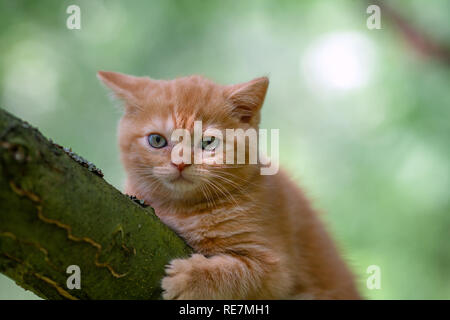 Kleine rote Kätzchen heimlich auf den Baum im Garten Stockfoto