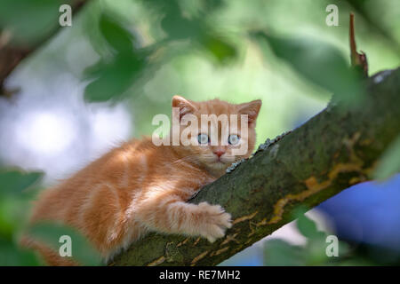 Kleine rote Kätzchen heimlich auf den Baum im Garten Stockfoto