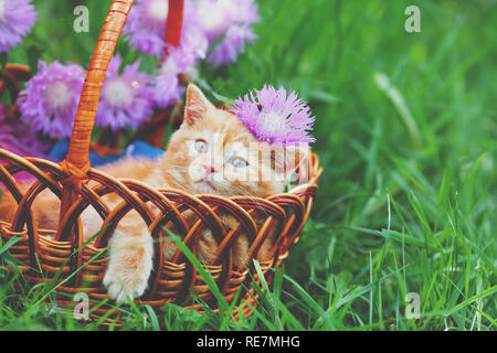 Süße kleine rote Kätzchen im Korb sitzen auf einer Blume Rasen Stockfoto