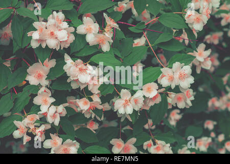 Blühende Jasmin Blume im Garten. Vintage Farbe Stockfoto