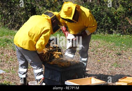 Zwei Imker gut geschützt Gewinnung von Honig aus der Möbel Kästchen in der Natur. Stockfoto