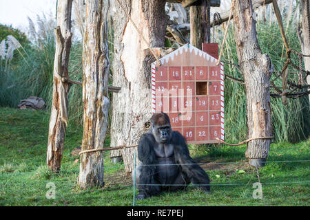 Countdown bis Weihnachten, Wächter erstellt einen riesigen Adventskalender für die Truppe im Zoo von vom Aussterben bedrohten Westlichen Flachlandgorillas, die Türen mit einem festlichen der Nation veg-Rosenkohl gefüllt. Anderswo, asiatische Löwinnen Heidi, Indi und Rubi haben ihre ganz eigene "Christmas Pudding" - eine riesige Kugel mit dem Duft der klassischen yuletide Gewürze - Zimt und Muskatnuss - Begabte durch's Land der Zoo der Löwen Sponsoren, Liontrust. Baktrischen Kamele Noemie und Dschingis erhalten auch in Auf der Weihnachtsfeier, mit Frühstück serviert in einem Super - sortiertes Lager - eine festliche Note für die nativit Stockfoto