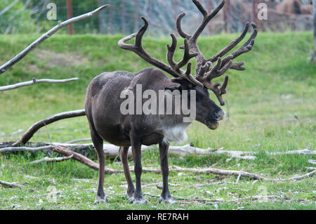 Caribou in Alaska, USA Stockfoto
