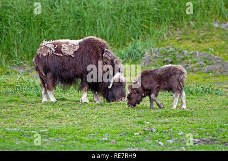 Moschusochse in Alaska Stockfoto