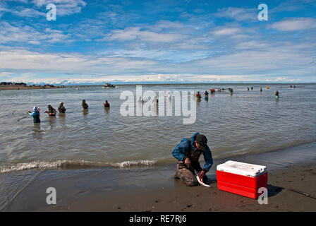 Lachsangeln in der Kenai Halbinsel, Alaska Stockfoto