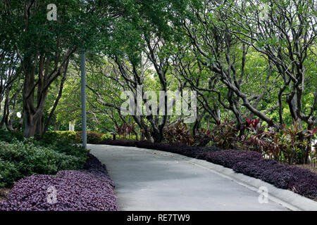 Ein Weg in Roma Street Parkland, Brisbane, Queensland, Australien Stockfoto