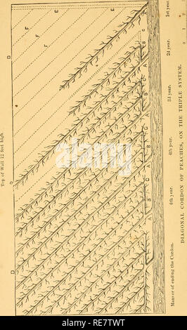 . Cordon Ausbildung von Obstbäumen, diagonal, vertikal, Spirale, horizontal, angepasst an das Orchard House und Open-air-Kultur. Obst - Kultur. . Bitte beachten Sie, dass diese Bilder sind von der gescannten Seite Bilder, die digital für die Lesbarkeit verbessert haben mögen - Färbung und Aussehen dieser Abbildungen können nicht perfekt dem Original ähneln. extrahiert. Br © haut, T. Collings; Hovey, Charles Mason, 1810-1887. Boston, Hovey &Amp; Co. Stockfoto