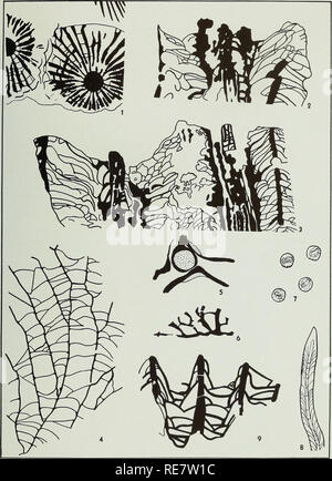 . Korallen aus der Chouteau und ähnliche Formationen des Mississippi Valley Region. Korallen, Fossil, Paläontologie, Paläontologie. Illinois State Geological Survey Report der Untersuchungen Nr. 97 Platte 13. [85]. Bitte beachten Sie, dass diese Bilder sind von der gescannten Seite Bilder, die digital für die Lesbarkeit verbessert haben mögen - Färbung und Aussehen dieser Abbildungen können nicht perfekt dem Original ähneln. extrahiert. Easton, William H. (William Heyden), 1916 -. Urbana, Illinois Stockfoto