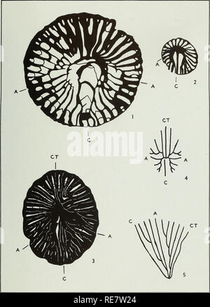 . Korallen aus der Chouteau und ähnliche Formationen des Mississippi Valley Region. Korallen, Fossil, Paläontologie, Paläontologie. Illinois State Geological Survey Report der Untersuchungen Nr. 97 Platte 9. [77]. Bitte beachten Sie, dass diese Bilder sind von der gescannten Seite Bilder, die digital für die Lesbarkeit verbessert haben mögen - Färbung und Aussehen dieser Abbildungen können nicht perfekt dem Original ähneln. extrahiert. Easton, William H. (William Heyden), 1916 -. Urbana, Illinois Stockfoto